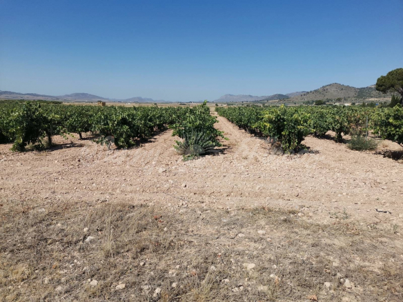 Great vineyard of 200.000m2 with Water Connection